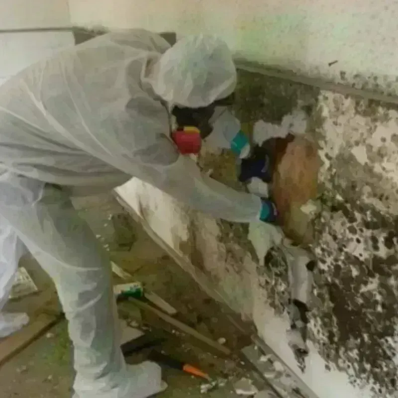 Mold Remediation and Removal in Santa Clara, NM